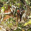 Sambar-Reh in einer Schlingfalle © WWF-Malaysia / Lau Ching Fong