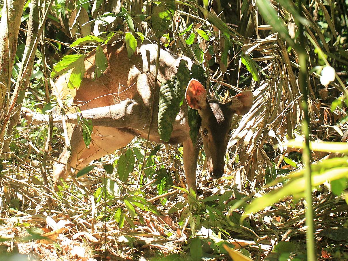 Sambar-Hirsch in einer Schlingfalle © WWF-Malaysia / Lau Ching Fong