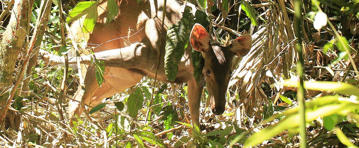 Sambar-Hirsch in einer Schlingfalle © WWF-Malaysia / Lau Ching Fong