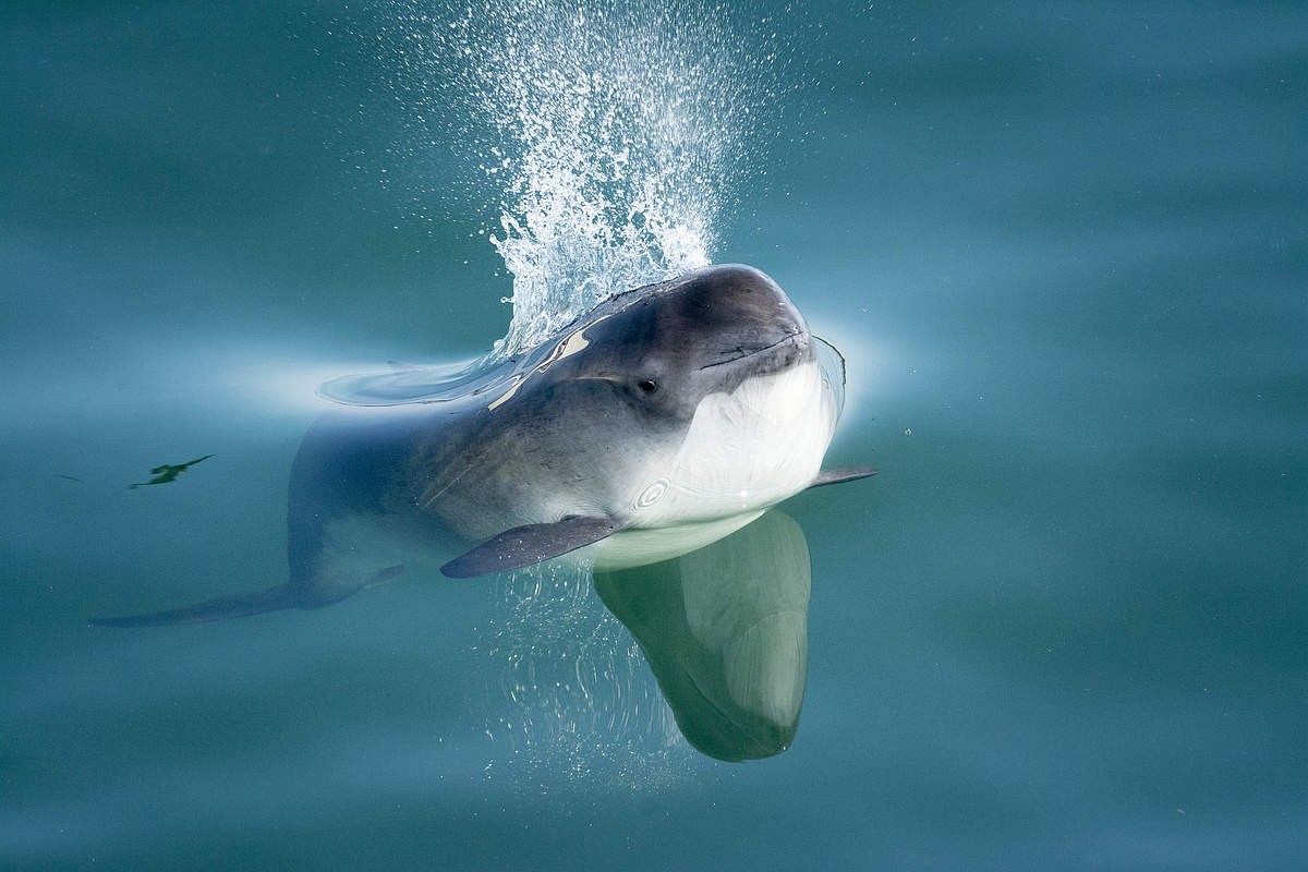 Schweinswal © IMAGO / Nature Picture Library