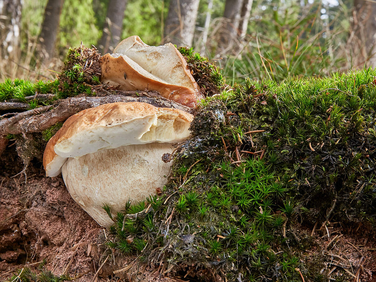 Steinpilz © muuraa/iStock/GettyImages Steinpilz
