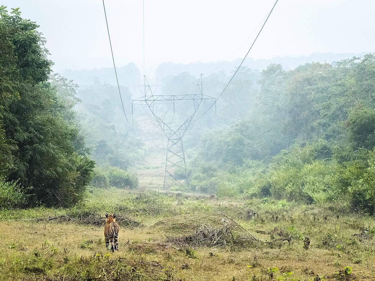 Tiger brauchen vernetzte und sichere Lebensräume © Narayanan Iyer (Naresh) / WWF-International