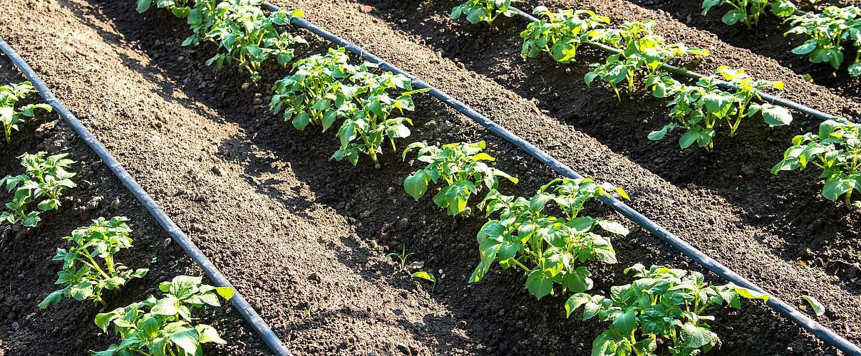 Tropfenbewässerung in der Landwirtschaft © Diyana Dimitrova / iStock / Getty Images