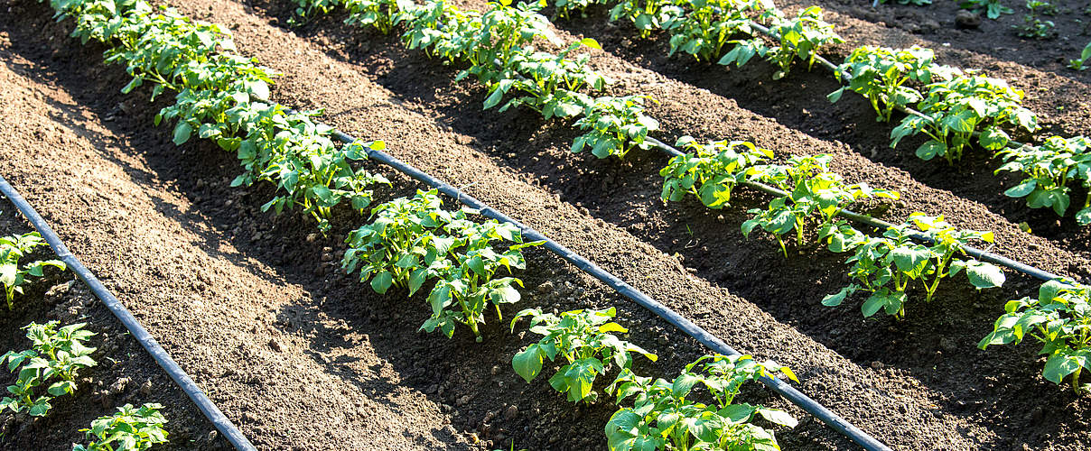 Tropfenbewässerung in der Landwirtschaft © Diyana Dimitrova / iStock / Getty Images