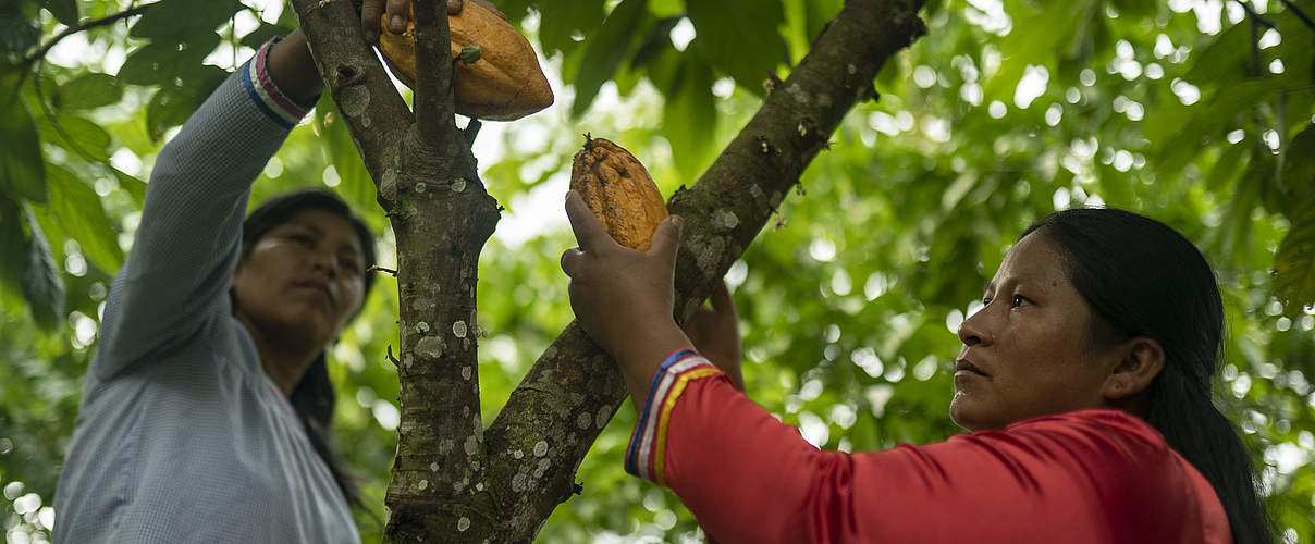 Frauen bei der Kakaoernte in Ecuador © Gabriel Vanerio / WWF Ecuador