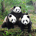 Pandas © iStock / Getty Images
