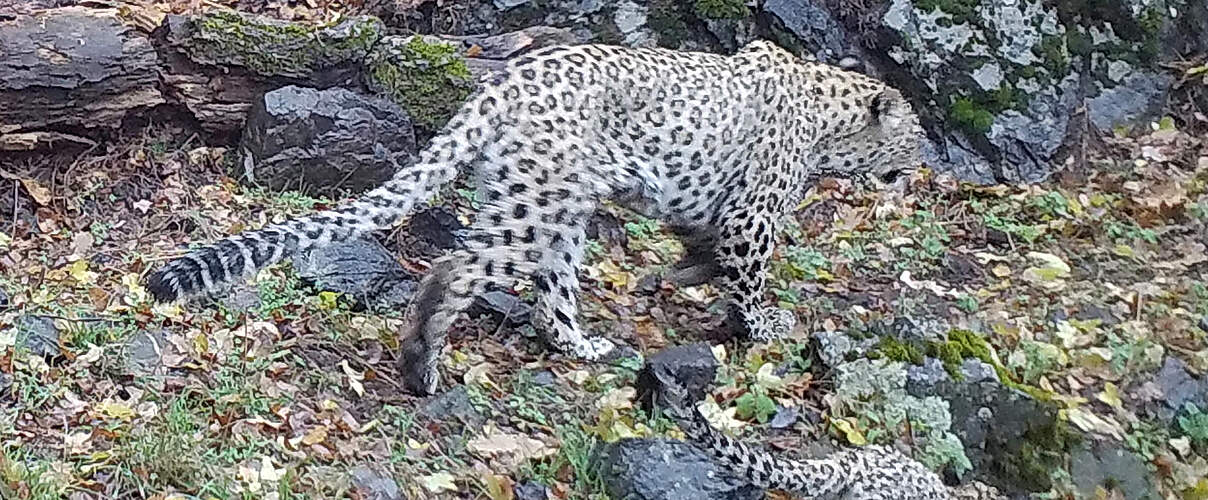 Erster dokumentierter Leopardennachwuchs in Armenien