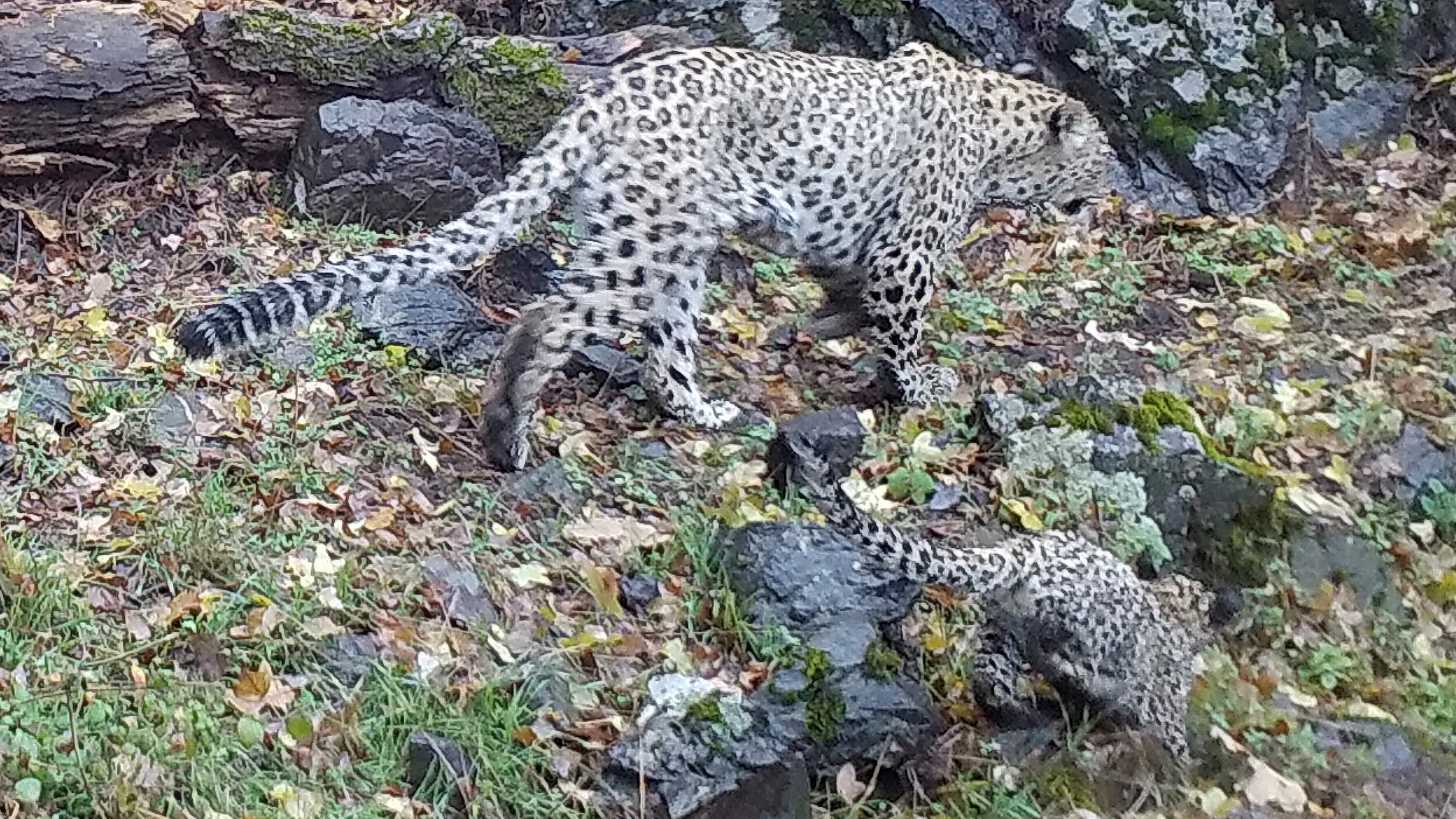 Erster dokumentierter Leopardennachwuchs in Armenien @ WWF Armenien