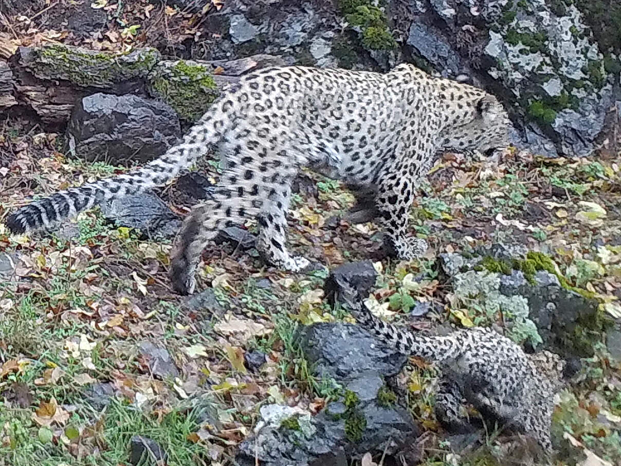 Erster dokumentierter Leopardennachwuchs in Armenien