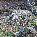 Erster dokumentierter Leopardennachwuchs in Armenien