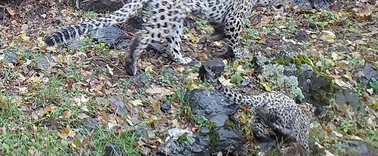 Erster dokumentierter Leopardennachwuchs in Armenien