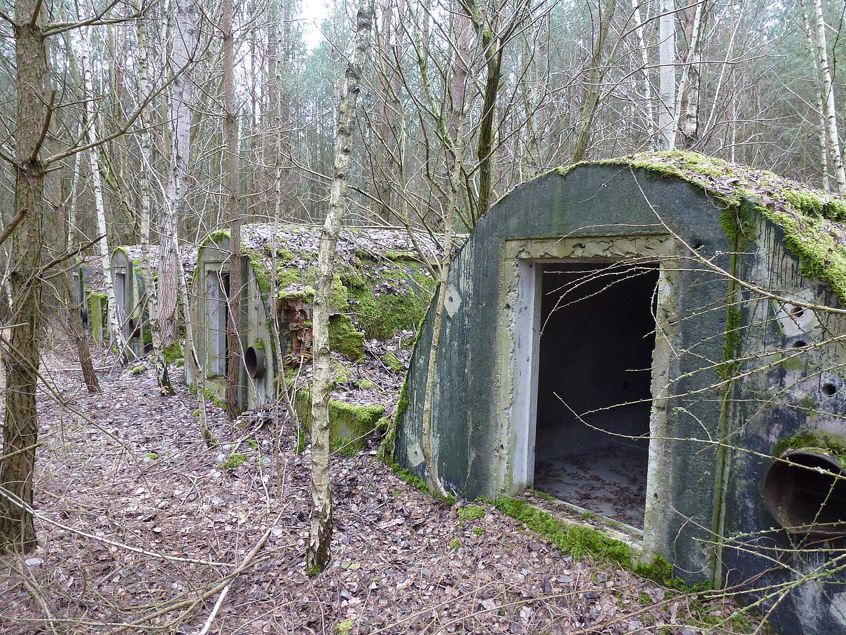Wohnbunker für Fledermäuse in der Zerweliner Heide 