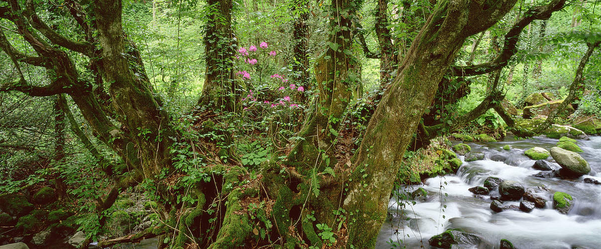Alte Buche im Mtirala-Nationalpark, Georgien © Wild Wonders of Europe / Georg Popp / WWF