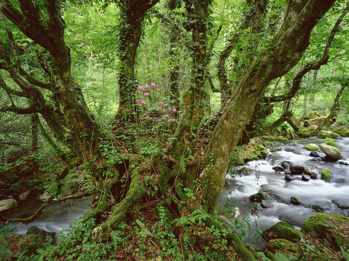 Alte Buche im Mtirala-Nationalpark, Georgien © Wild Wonders of Europe / Georg Popp / WWF