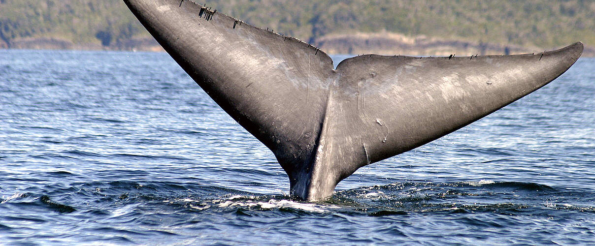 Schwanzflosse eines Blauwals © Francisco Viddi / WWF