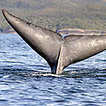 Schwanzflosse eines Blauwals © Francisco Viddi / WWF
