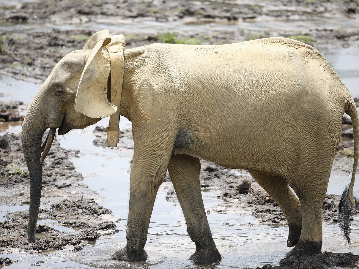 Passt das Halsband noch? Auch das wird bei den Tieren auf der Bai überprüft © Yang Center / WWF Passt das Halsband noch? Auch das wird bei den Tieren auf der Bai überprüft © Yang Center / WWF