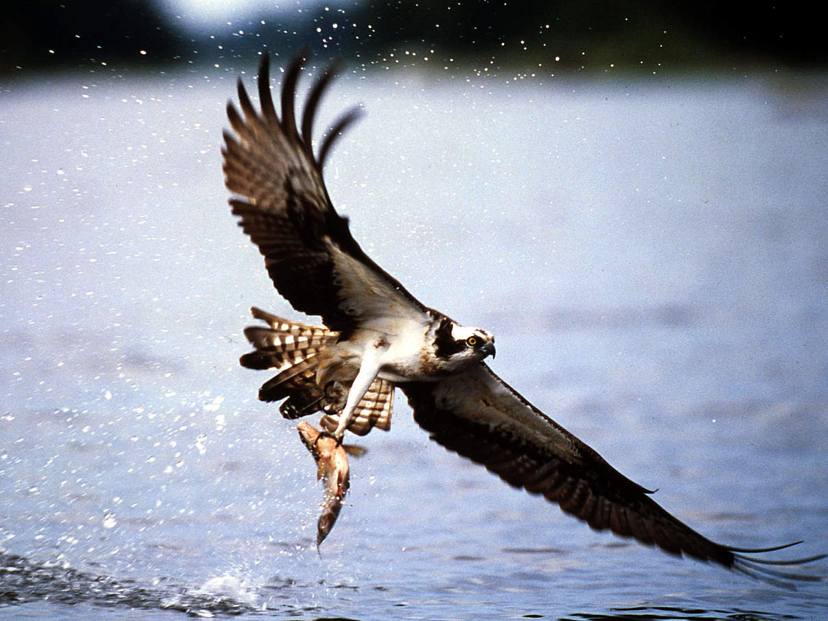 Fischadler mit Beute © Fritz Pölking / WWF