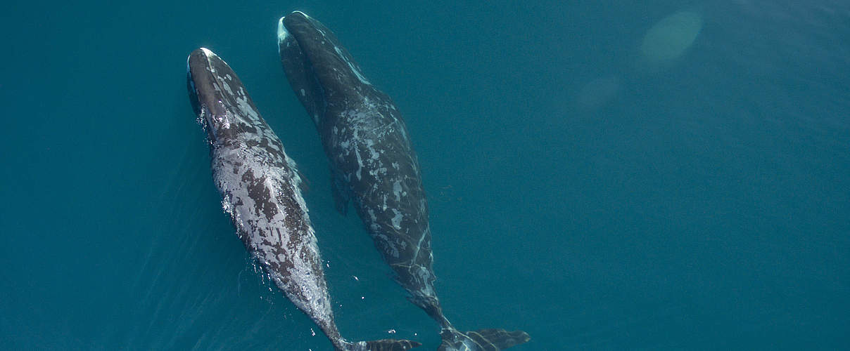 Grönlandwale in Nunavut © VDOS / WWF-Canada