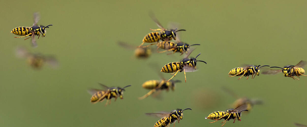 Wespen im Flug 