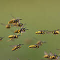 Wespen im Flug 