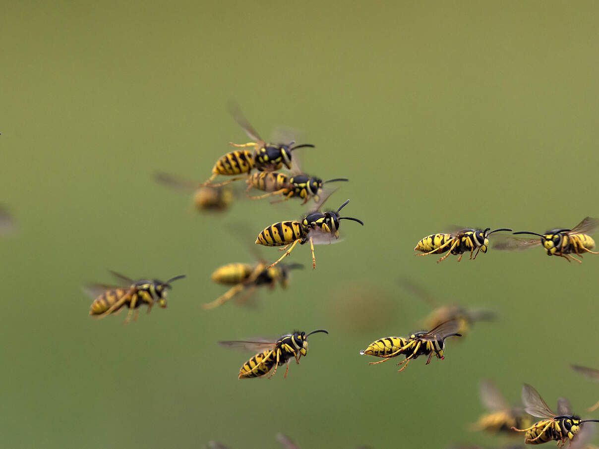 Wespen im Flug 