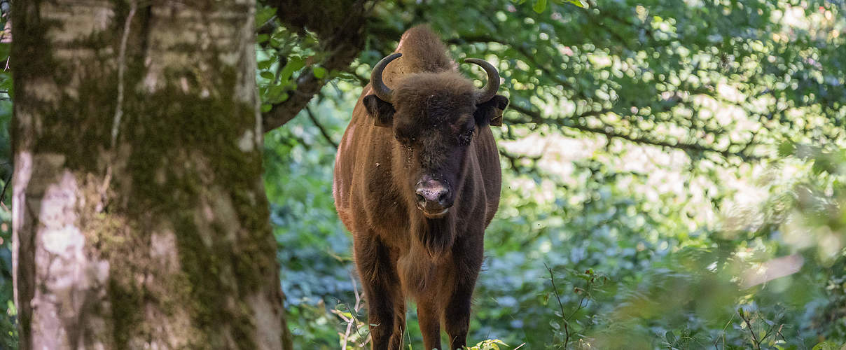 Ein Wisent im Gewöhnungsgehege im Shadagh Nationalpark © Rustam Maharramov / WWF