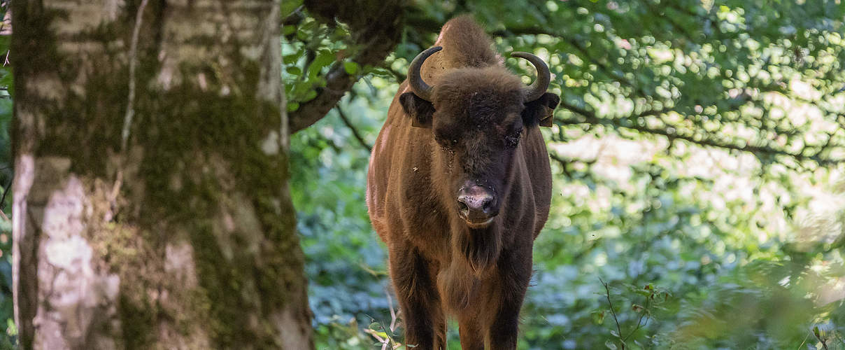 Ein Wisent im Gewöhnungsgehege im Shadagh Nationalpark © Rustam Maharramov / WWF