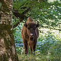 Ein Wisent im Gewöhnungsgehege im Shadagh Nationalpark © Rustam Maharramov / WWF