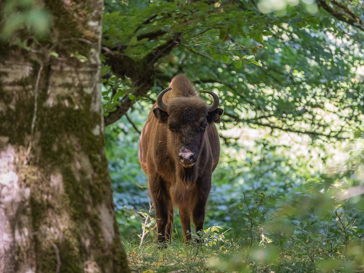 Ein Wisent im Gewöhnungsgehege im Shadagh Nationalpark © Rustam Maharramov / WWF