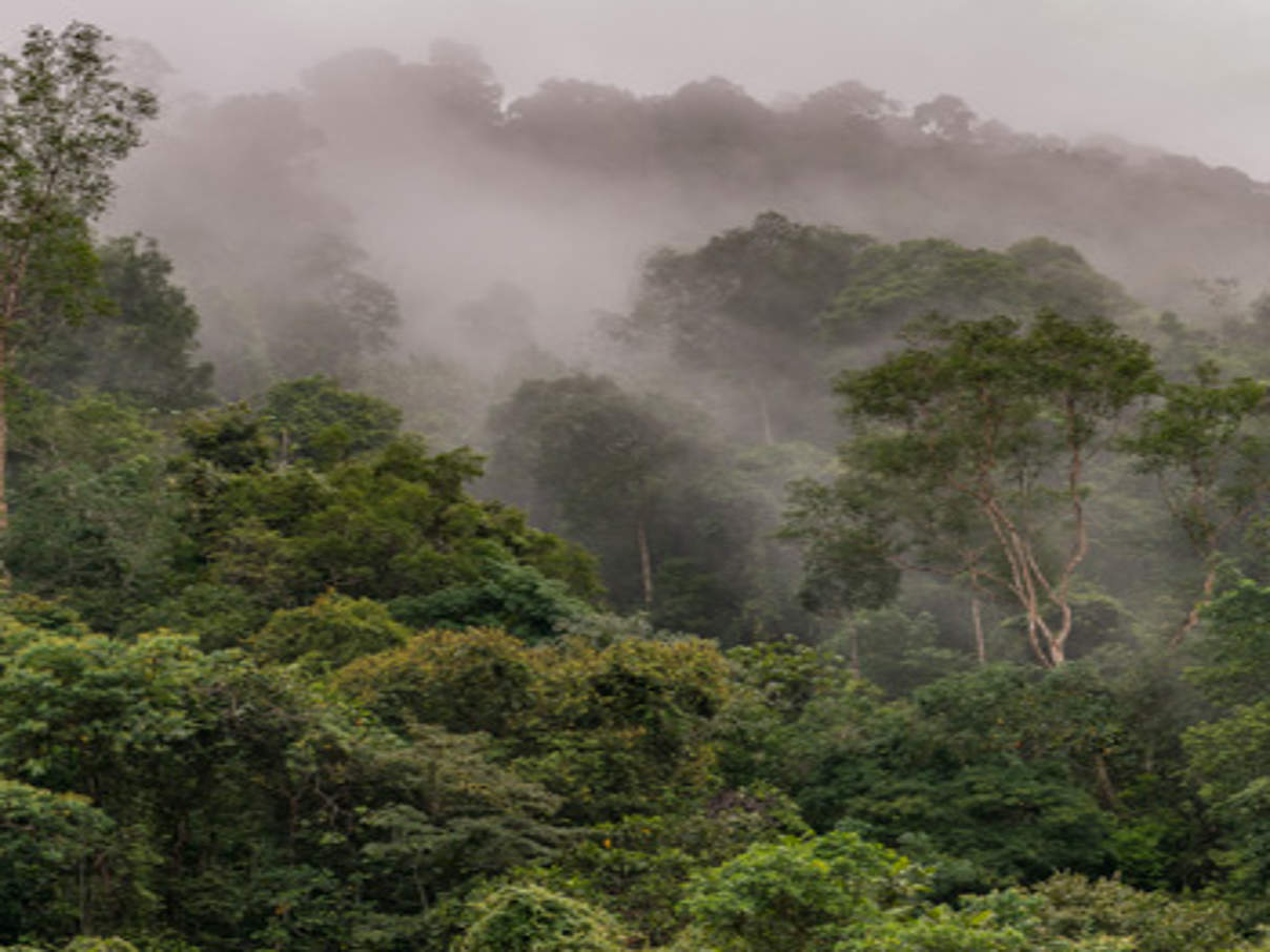 Schützender Regenwald © Ola Jennersten WWF