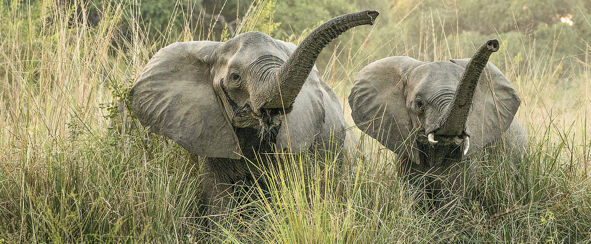 Elefanten im Nationalpark "Unterer Sambesi" © IMAGO / Panthermedia