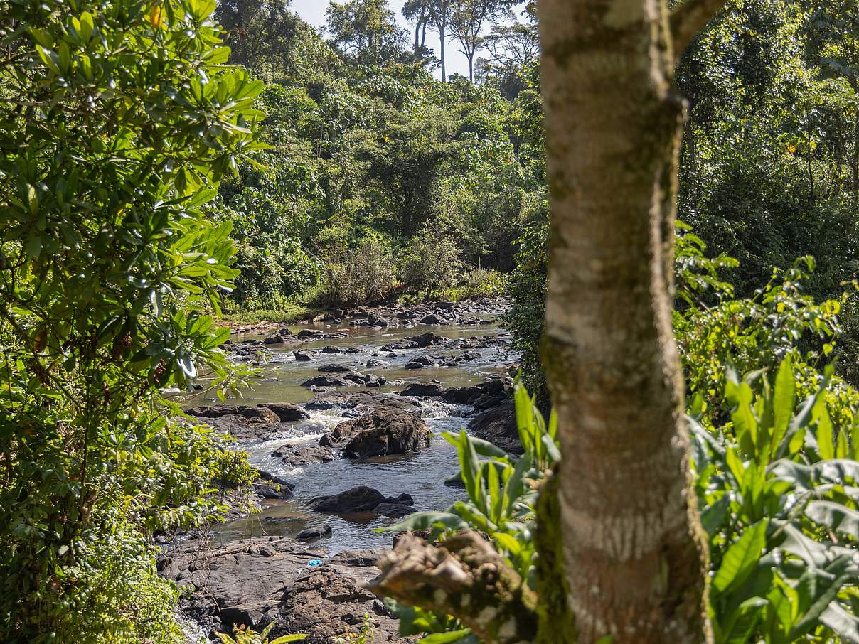 Fluss im Mau-Mara-Wald in Unganisha © Daniel Crous / WWF