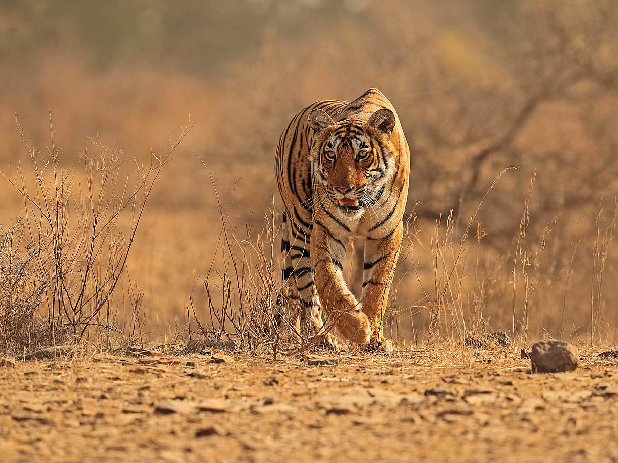 Männlicher bengalischer Tiger © naturepl.com / Andy Rouse / WWF