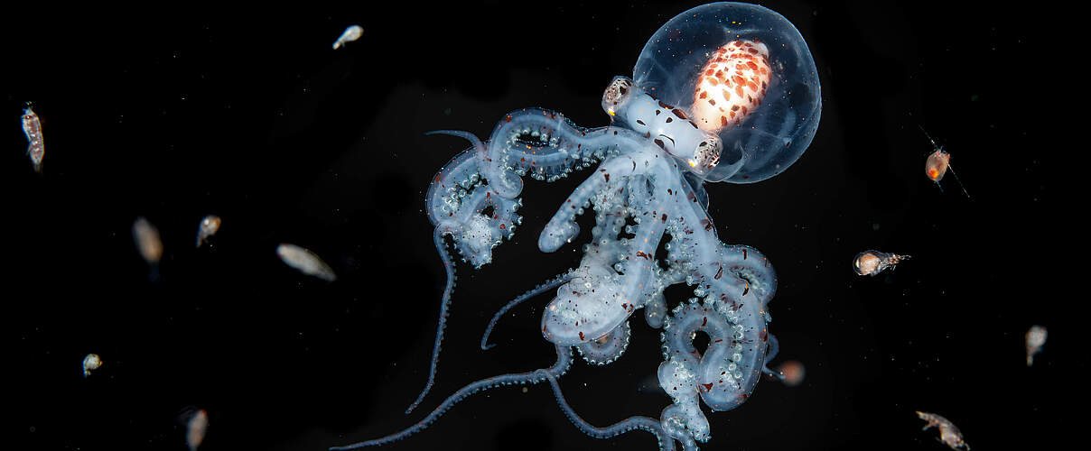 Ein junger Wunderpus-Oktopus ist von einer Vielzahl kleiner Zooplanktonarten wie Garnelenlarven, Krabben und Würmern umgeben © Jialing Cai
