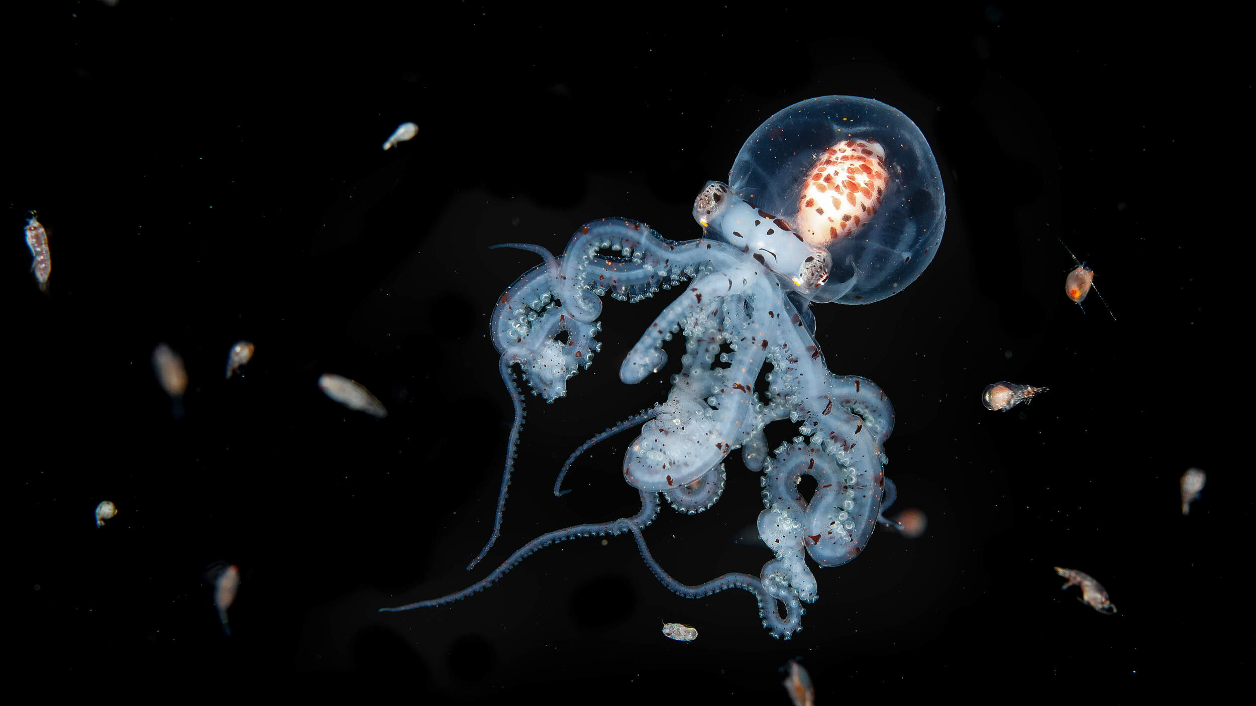 Fast ätherisch in seiner Durchsichtigkeit ist ein junger Wunderpus-Oktopus von einer Vielzahl kleiner Zooplanktonarten wie Garnelenlarven, Krabben und Würmern umgeben.