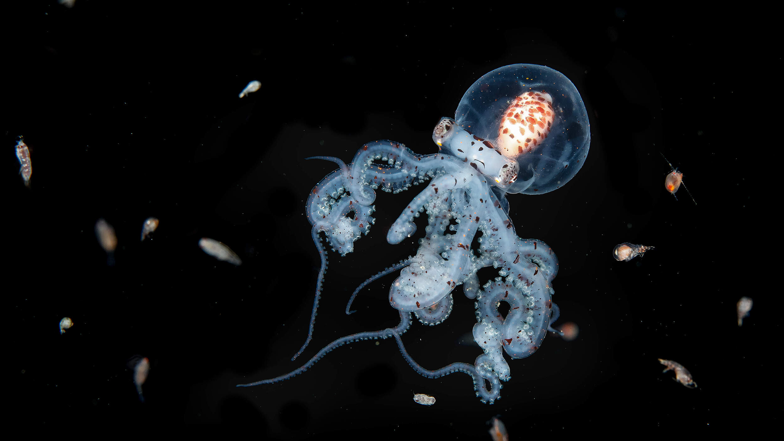 Fast ätherisch in seiner Durchsichtigkeit ist ein junger Wunderpus-Oktopus von einer Vielzahl kleiner Zooplanktonarten wie Garnelenlarven, Krabben und Würmern umgeben.