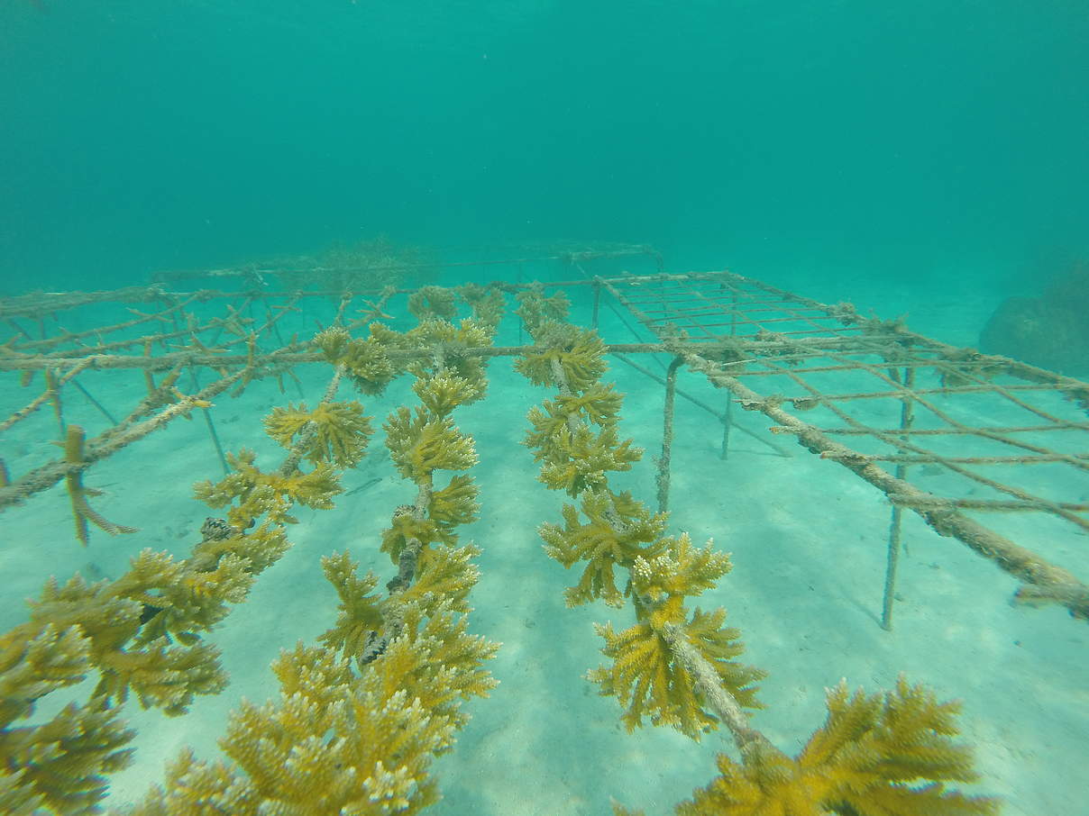 Der Klimawandel zerstört den einzigartigen Lebensraum des Riffs in Belize © Fragments of Hope/WWF