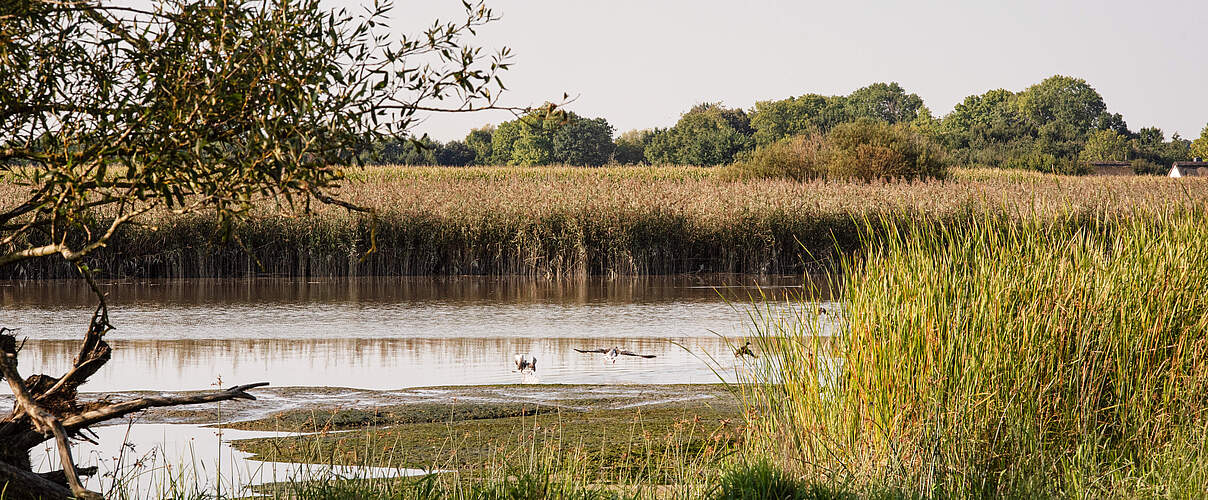 Ästuartypsiche Lebensräume in der Wischhafener Süderelbe © Claudi Nir WWF 1 