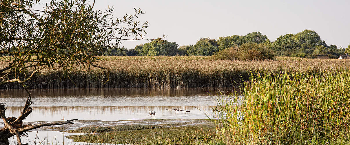 Ästuartypsiche Lebensräume in der Wischhafener Süderelbe © Claudi Nir WWF 1 