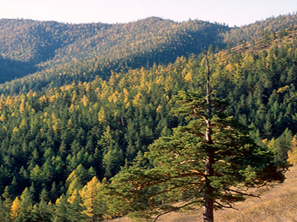 Russischer Wald © Hartmut Jungius / WWF