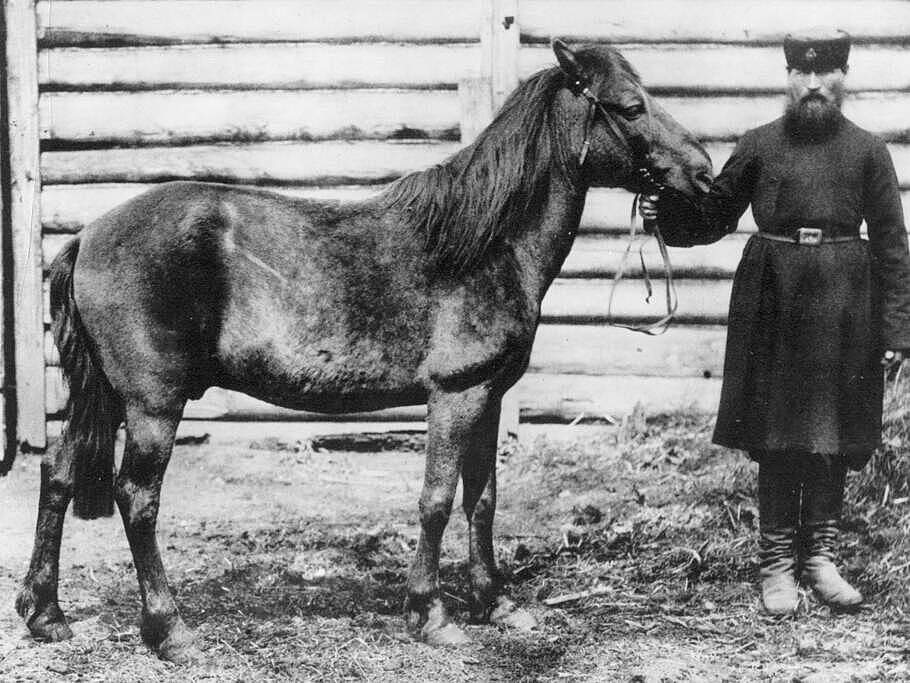 Einzig existierendes Foto eines Tarpans, der möglicherweise aber bereits gekreuzt war © gemeinfrei