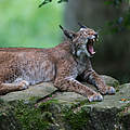 Eurasischer Luchs © Ralph Frank / WWF