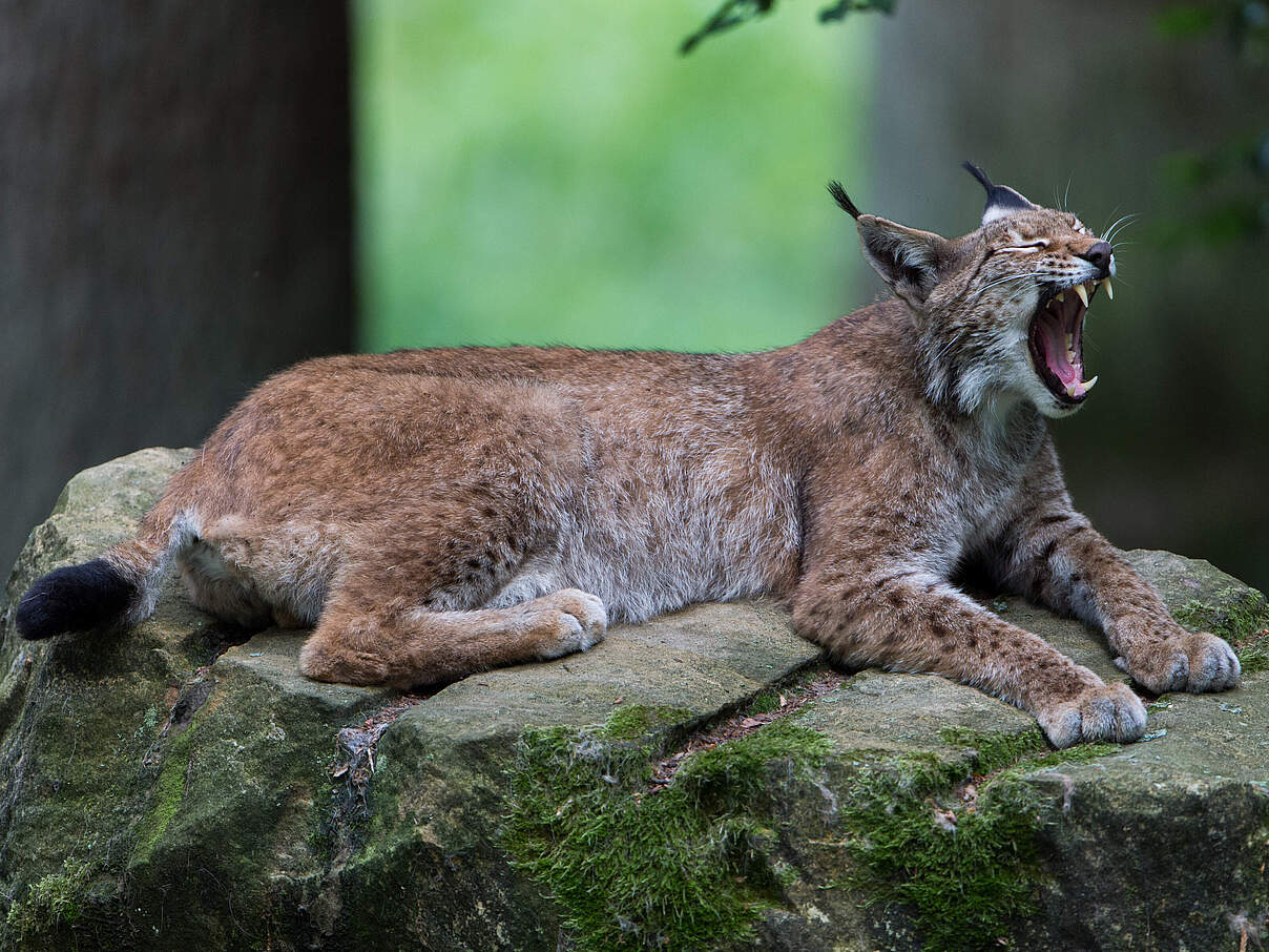 Eurasischer Luchs © Ralph Frank / WWF
