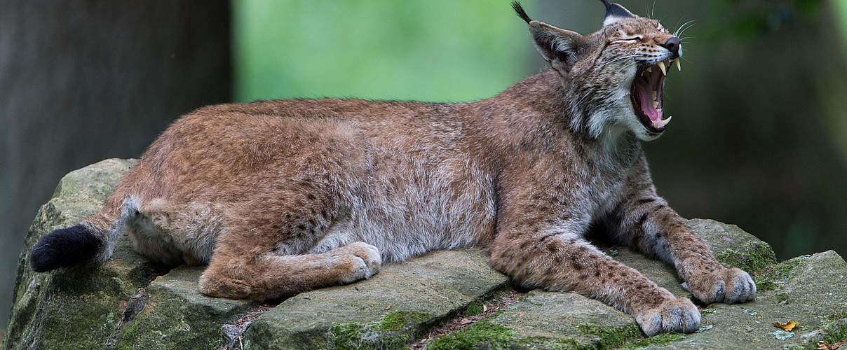 Eurasischer Luchs © Ralph Frank / WWF