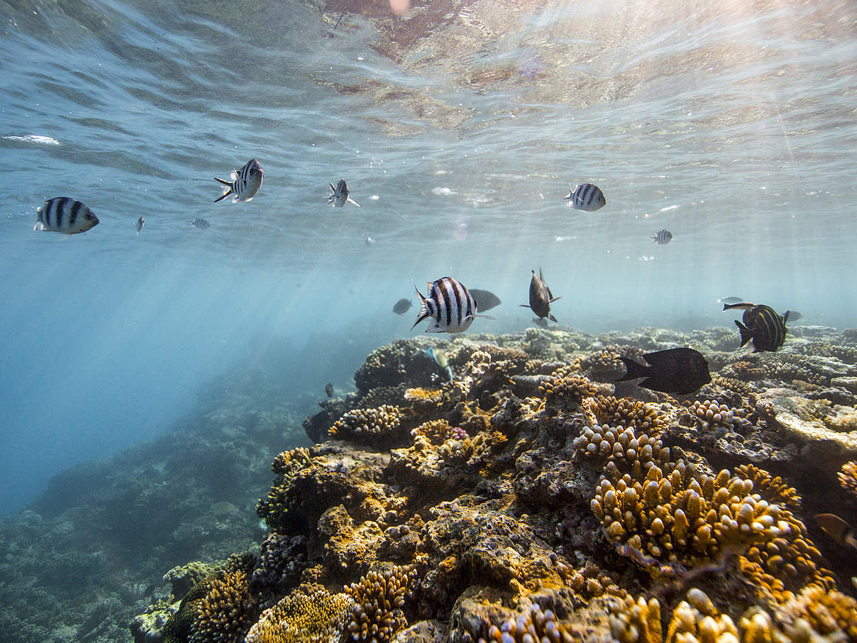 Korallenriff © James Morgan / WWF