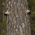 Mensch umarmt einen Baum in Lappland © Staffan Widstrand / WWF
