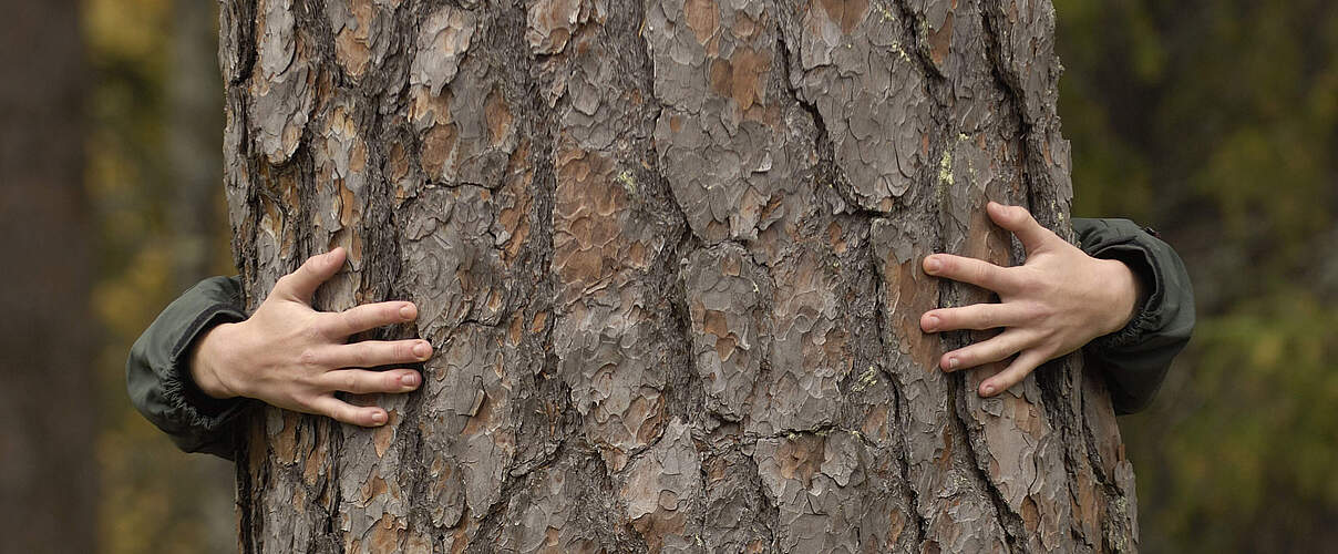 Mensch umarmt einen Baum in Lappland © Staffan Widstrand / WWF
