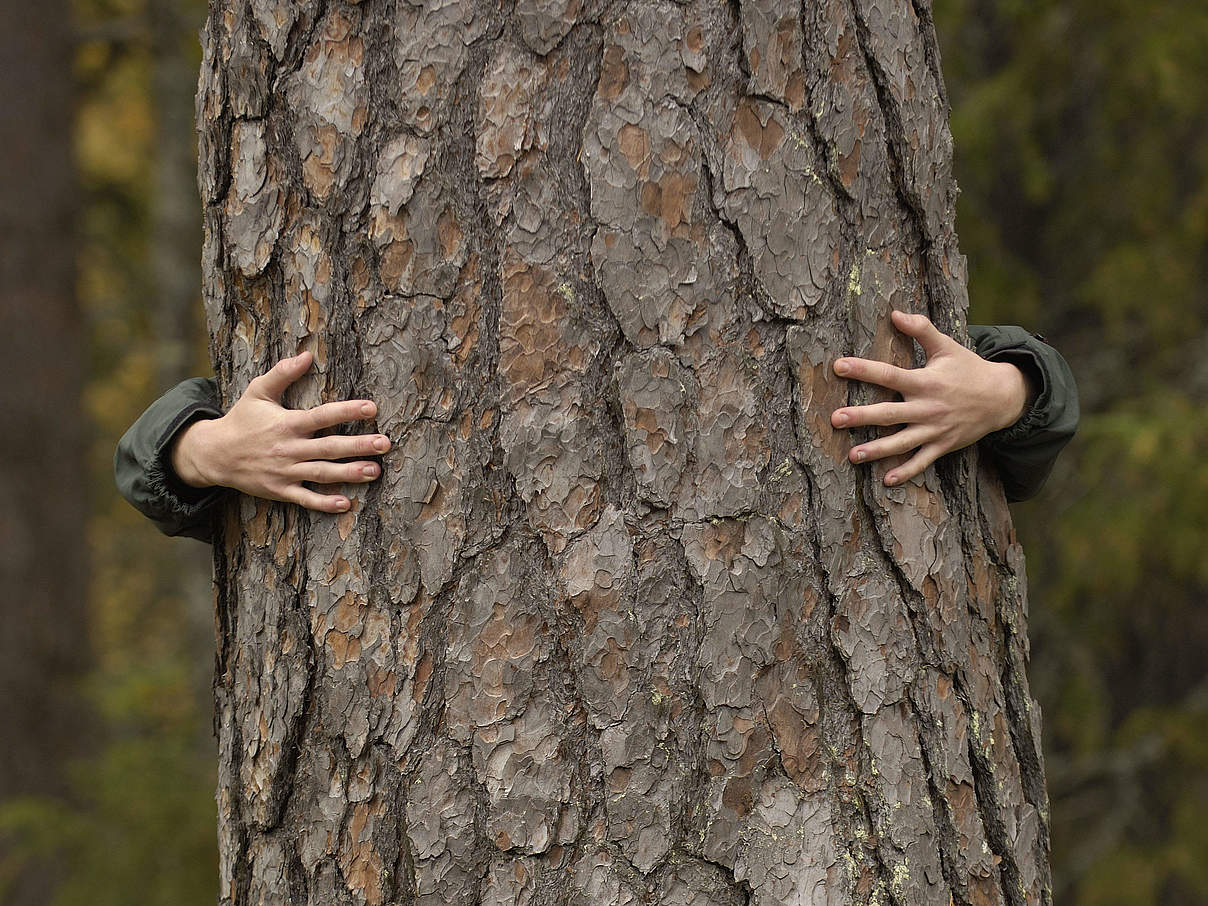 Baum umarmen © Staffan Widstrand / WWF