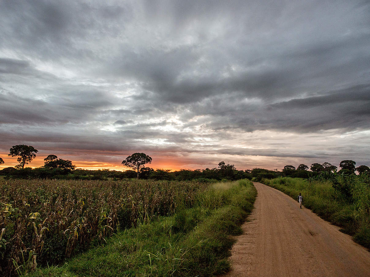 Straße nach Nachingwea, Ruvuma © James Morgan / WWF-US 